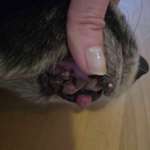 Tumor an der Lefze, kann man erkennen ob es ein gutartiger oder bösartiger ist?-Beitrag-Bild