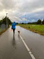 Hundeauslaufgebiet-Am Illerkanal-Bild
