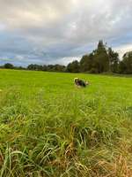 Hundeauslaufgebiet-Am Illerkanal-Bild