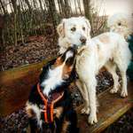 Maremmano-Beitrag-Bild