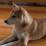 Ersteller:in Nicole Profilbild