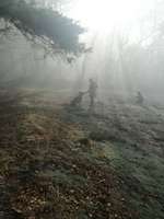 Wald Bild-Beitrag-Bild