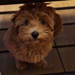 Ersteller:in Maral Profilbild