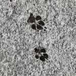 Ersteller:in Gesine Profilbild