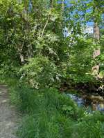 Hundeauslaufgebiet-Feld und Wiesen am Eschbach-Bild