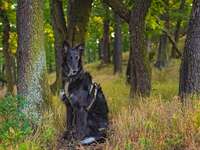 Waldbaden – Shinrin Yoku – mit dem Hund, bzw. für den Hund-Beitrag-Bild