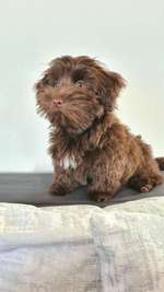 Fahrradkorb-Beitrag-Bild