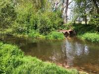 Hundeauslaufgebiet-Renaturierte Pfrimm-Bild