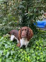 Kleiner Münsterländer!-Beitrag-Bild