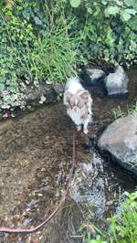 Hund Winselt seit 2 Tagen-Beitrag-Bild