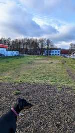 Hundeauslaufgebiet-Hundewiese Rodenberg-Bild