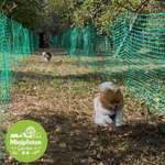🐾 Was darf in einem Hundegarten für kleine Hunde auf keinen Fall fehlen? 🐶💭-Beitrag-Bild