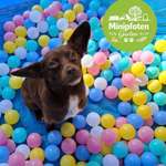 🐾 Was darf in einem Hundegarten für kleine Hunde auf keinen Fall fehlen? 🐶💭-Beitrag-Bild