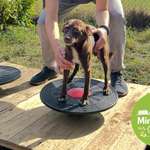 🐾 Was darf in einem Hundegarten für kleine Hunde auf keinen Fall fehlen? 🐶💭-Beitrag-Bild