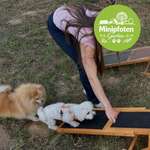 🐾 Was darf in einem Hundegarten für kleine Hunde auf keinen Fall fehlen? 🐶💭-Beitrag-Bild