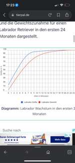 Wachstum beim Labrador-Beitrag-Bild
