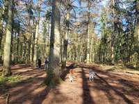 Hundeauslaufgebiet-Rantzauer Forst / Norderstedt-Bild