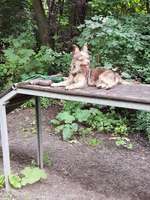 Hundeauslaufgebiet-Schäfersee-Bild