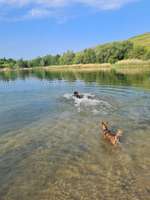 Hundeauslaufgebiet-Arkenberger Seen-Bild