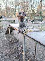 Hundeauslaufgebiet-Schäfersee-Bild