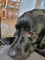 Gerötete Augen / tlw. hängendes Augenlid-Beitrag-Bild