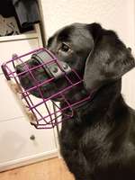 Gerötete Augen / tlw. hängendes Augenlid-Beitrag-Bild