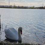 Hundeauslaufgebiet-Lambsheimer Weiher-Bild