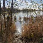 Hundeauslaufgebiet-Lambsheimer Weiher-Bild