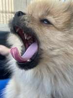 Helle Zunge ?-Beitrag-Bild