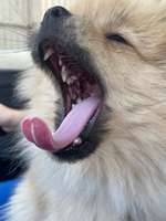 Helle Zunge ?-Beitrag-Bild