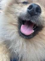 Helle Zunge ?-Beitrag-Bild