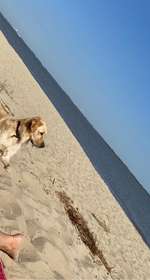 Hundeauslaufgebiet-Hundestrand Krautsand-Bild