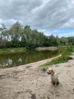 Hundeauslaufgebiet-Zum Rugenbarg-Bild