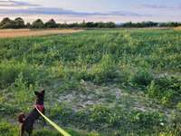 Hundeauslaufgebiet-Hundewiese Erkelenz-Bild