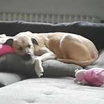 Ersteller:in Soraya Profilbild