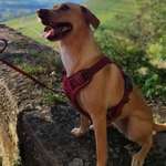 Ersteller:in Pantea Sipos Profilbild