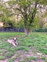 Hundeauslaufgebiet-Mörsenbroich-Bild