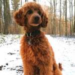 Ersteller:in Ute Profilbild