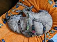 Hund mit Sicherheitsgeschirr und Hausleine schlafen lassen?-Beitrag-Bild