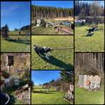 Hundeauslaufgebiet-Naturhundegarten Allgäu-Bild