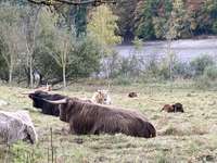 Hundeauslaufgebiet-Weldener Weiher-Bild