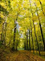 Hundeauslaufgebiet-Seußlitzer Grund-Bild