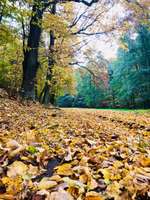 Hundeauslaufgebiet-Seußlitzer Grund-Bild