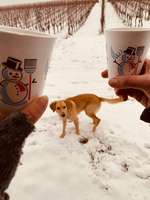 Hundeauslaufgebiet-Seußlitzer Grund-Bild