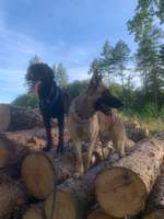 Training mit zwei Hunden-Beitrag-Bild