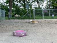 Hundeauslaufgebiet-Parkanlage Galgenberg-Bild