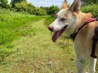 Hundeauslaufgebiet-Nienbrügger Berg-Bild