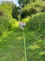 Hundeauslaufgebiet-Nienbrügger Berg-Bild