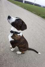 Hundebetreuung gesucht-Beitrag-Bild