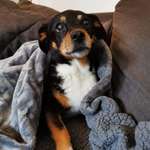 Suchmeldung-Lessie-Bild